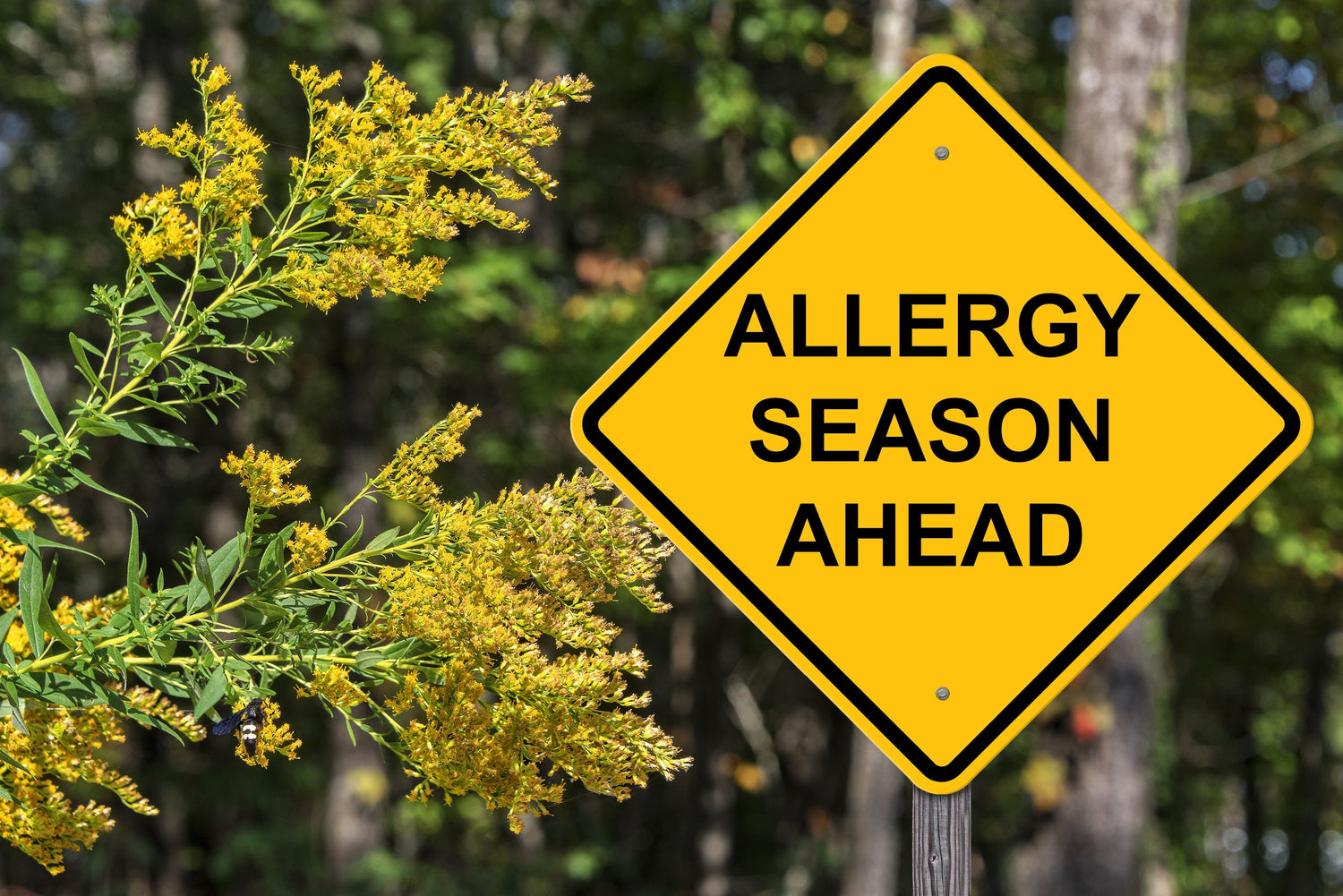 Understanding Seasonal Allergies: Why Your Body Reacts (and How Herbs Help)