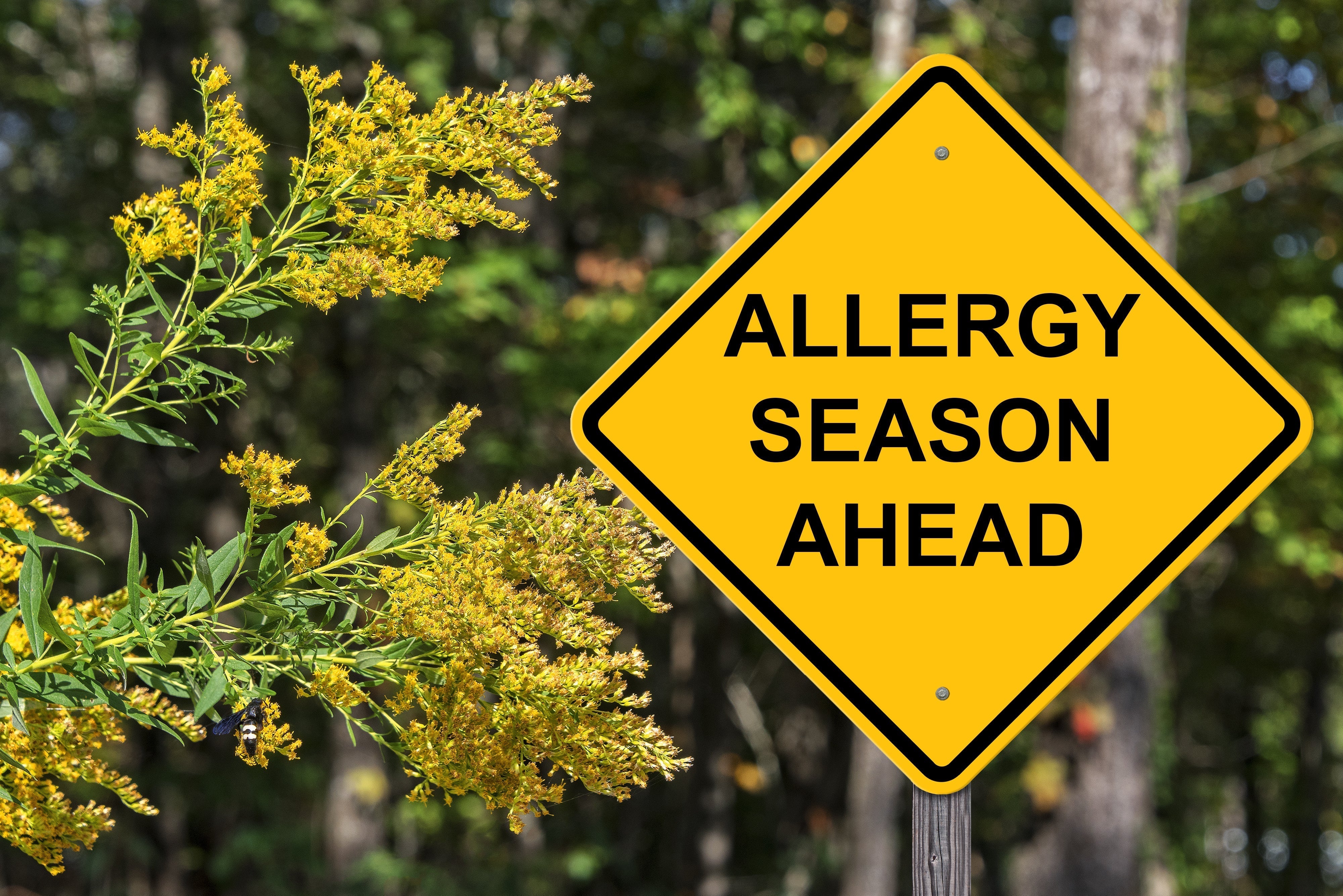 Understanding Seasonal Allergies: Why Your Body Reacts (and How Herbs Help)